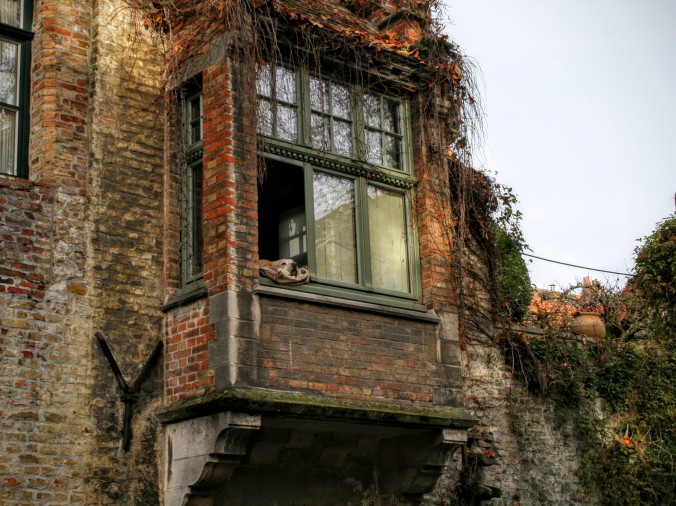 Bruges Dog Window