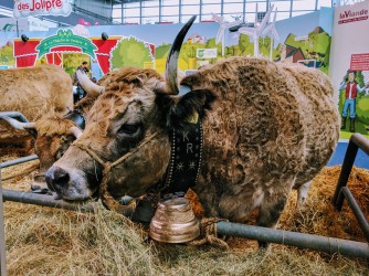 salon-de-lagriculture-belle-vache-cow